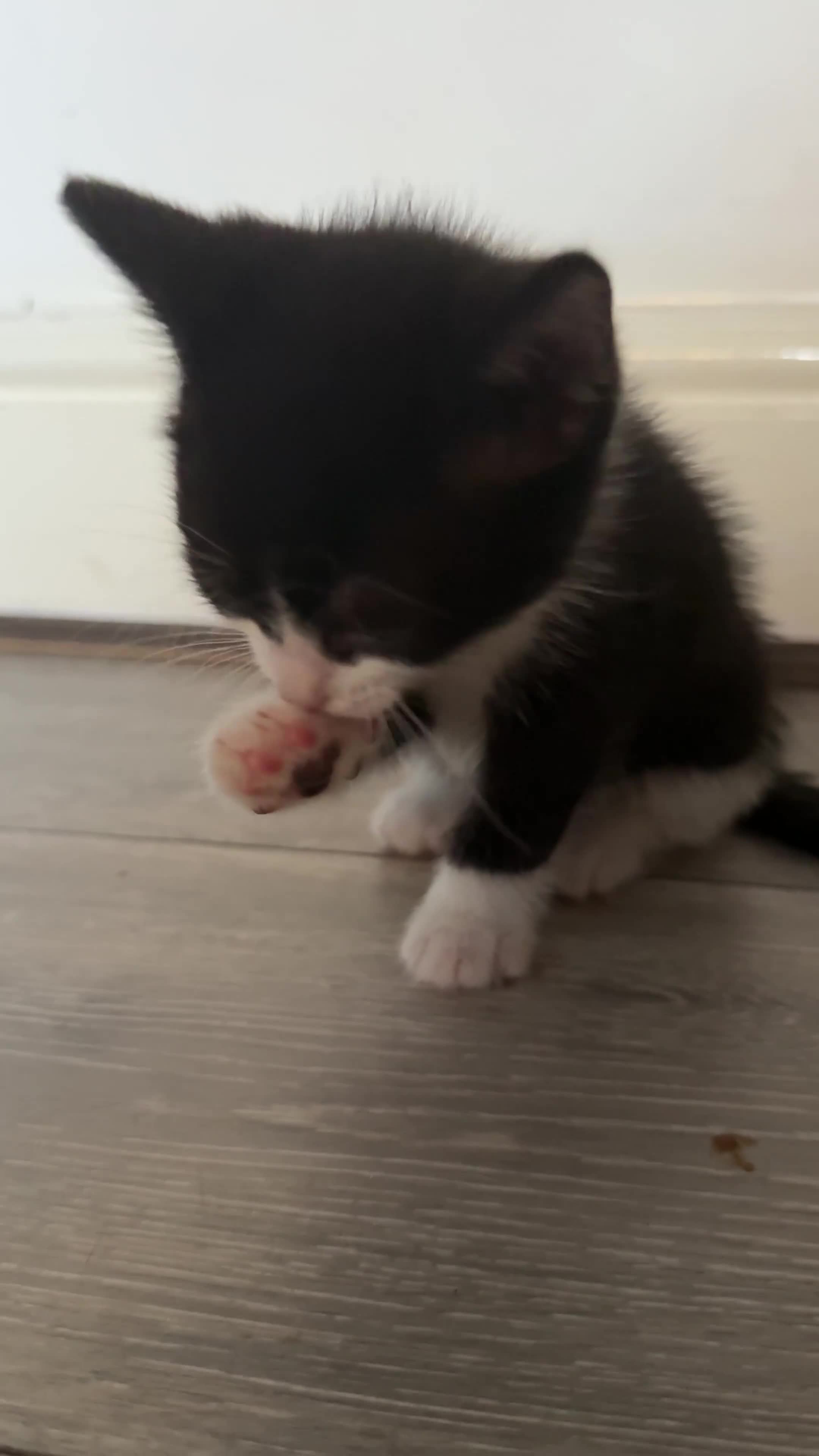 Domestic Shorthair cats for sale: X3 kittens for sale all male  - Video 1