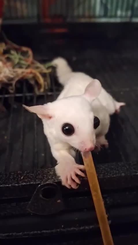 Sugar Glider rodents for sale: Breeding pair of Sugar Gliders  in Thirsk - Video 1