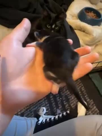 Mixed Breed cats for sale: Mixed breed, mum is ragdol cross  - Video 2