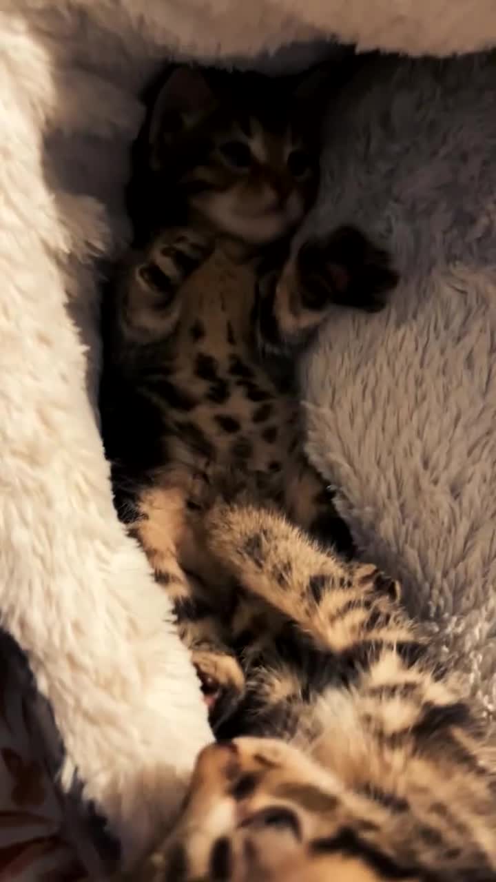 Mixed Breed cats for sale: Stunning Bengal & Tabby Male Kittenswith Blue eyes - Video 1