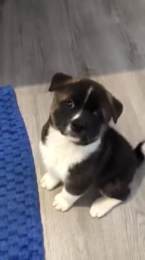 Akita dogs for sale: Gorgeous Full American Akita Pups - Video 2