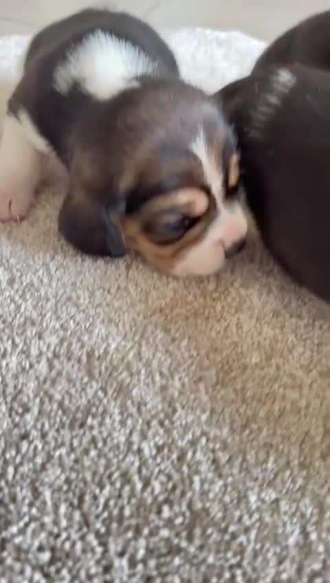 Beagle dogs for sale: Kc registered,,,  show winning beagles  - Video 1