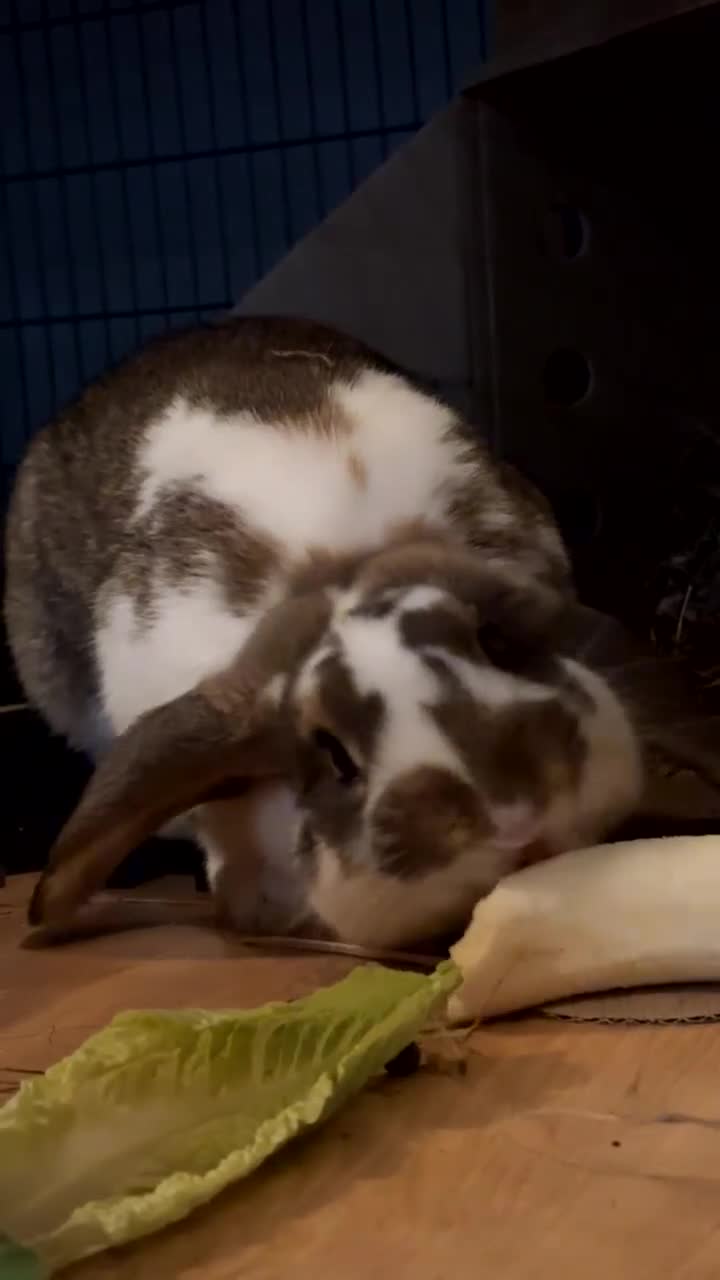 French Lop rabbits for sale: Male Lop in Tunbridge Wells - Video 1