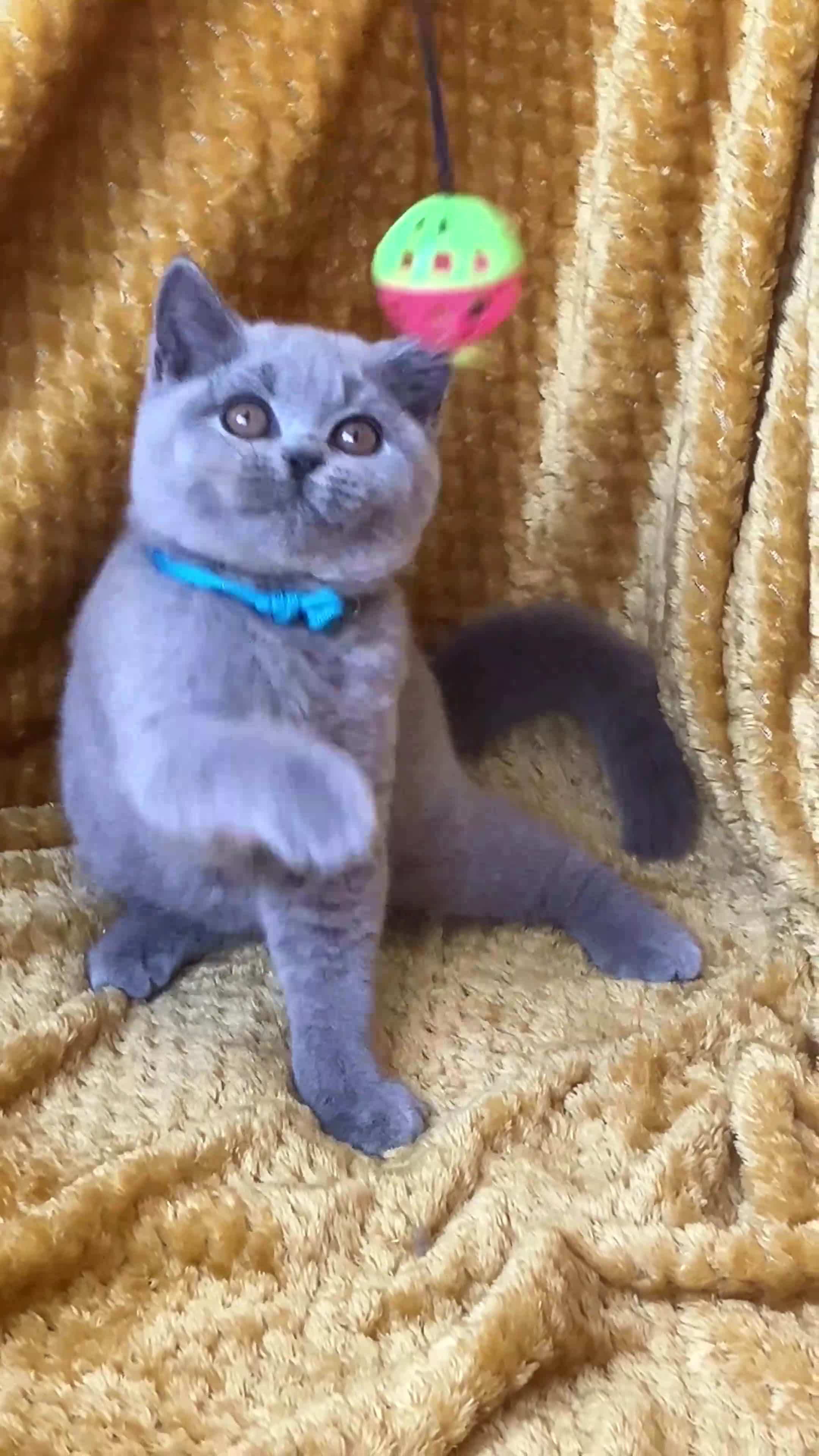 British Shorthair cats for sale: GCCF🏆ChampionBloodline 5GENpedigree BSHblue/lilac - Video 3