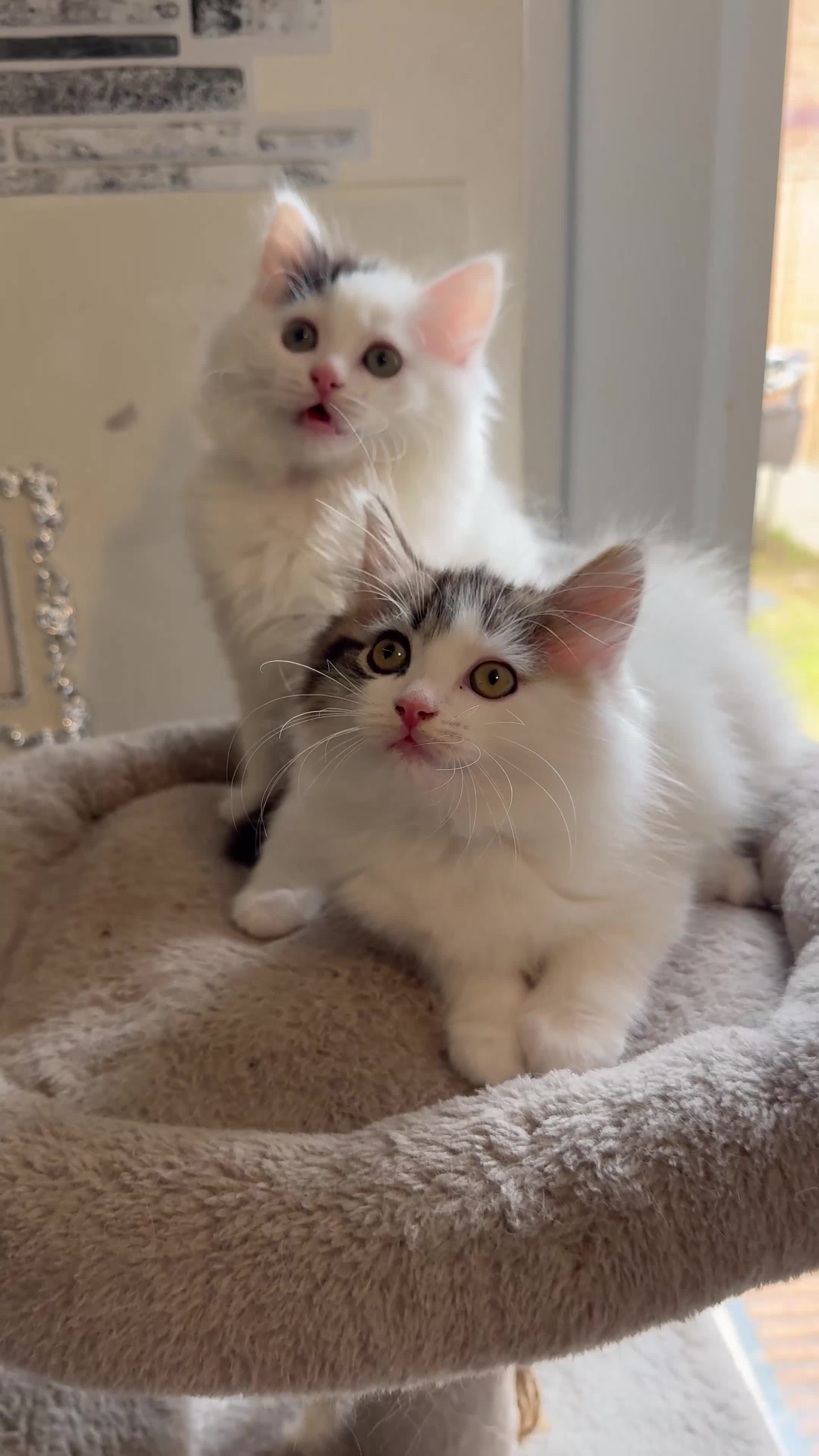 Ragdoll cats for sale: Beautiful Ragdoll kittens - Video 1