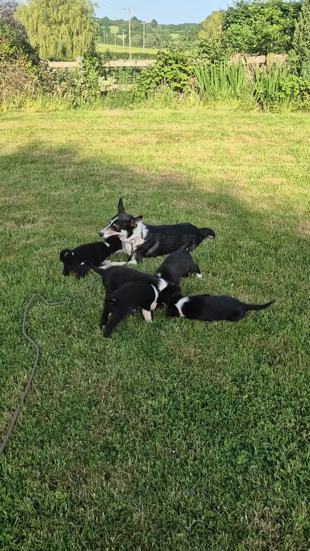Border Collie dogs for sale: Border collie pups looking for new home - Video 1