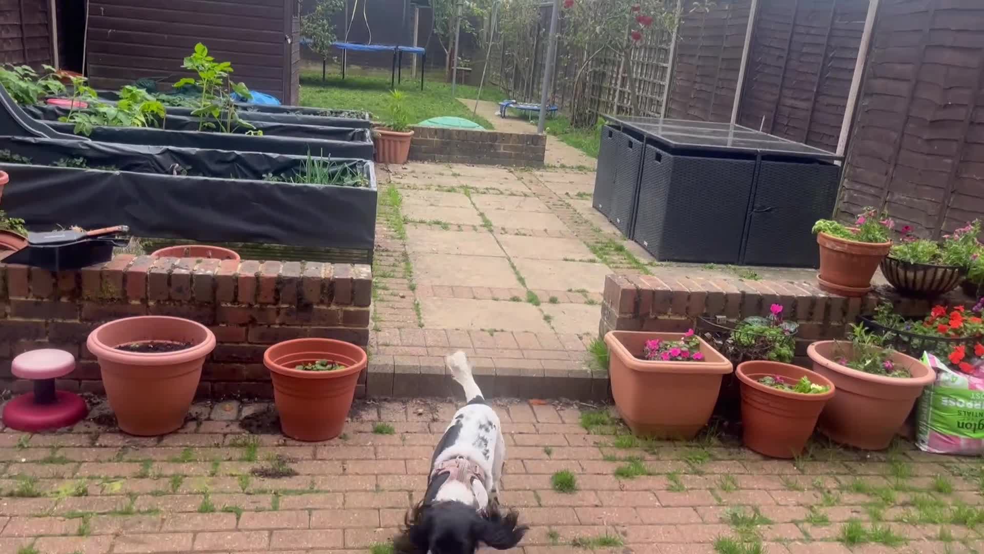 English Springer Spaniel dogs for sale: Poppy ( beautiful Angel) - Video 1