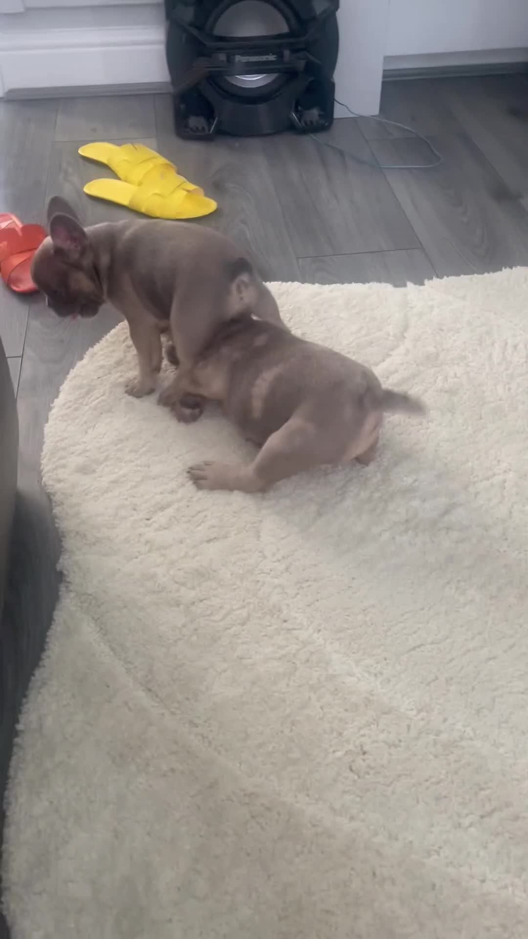 French Bulldog dogs for sale: French bulldog ready now - Video 1