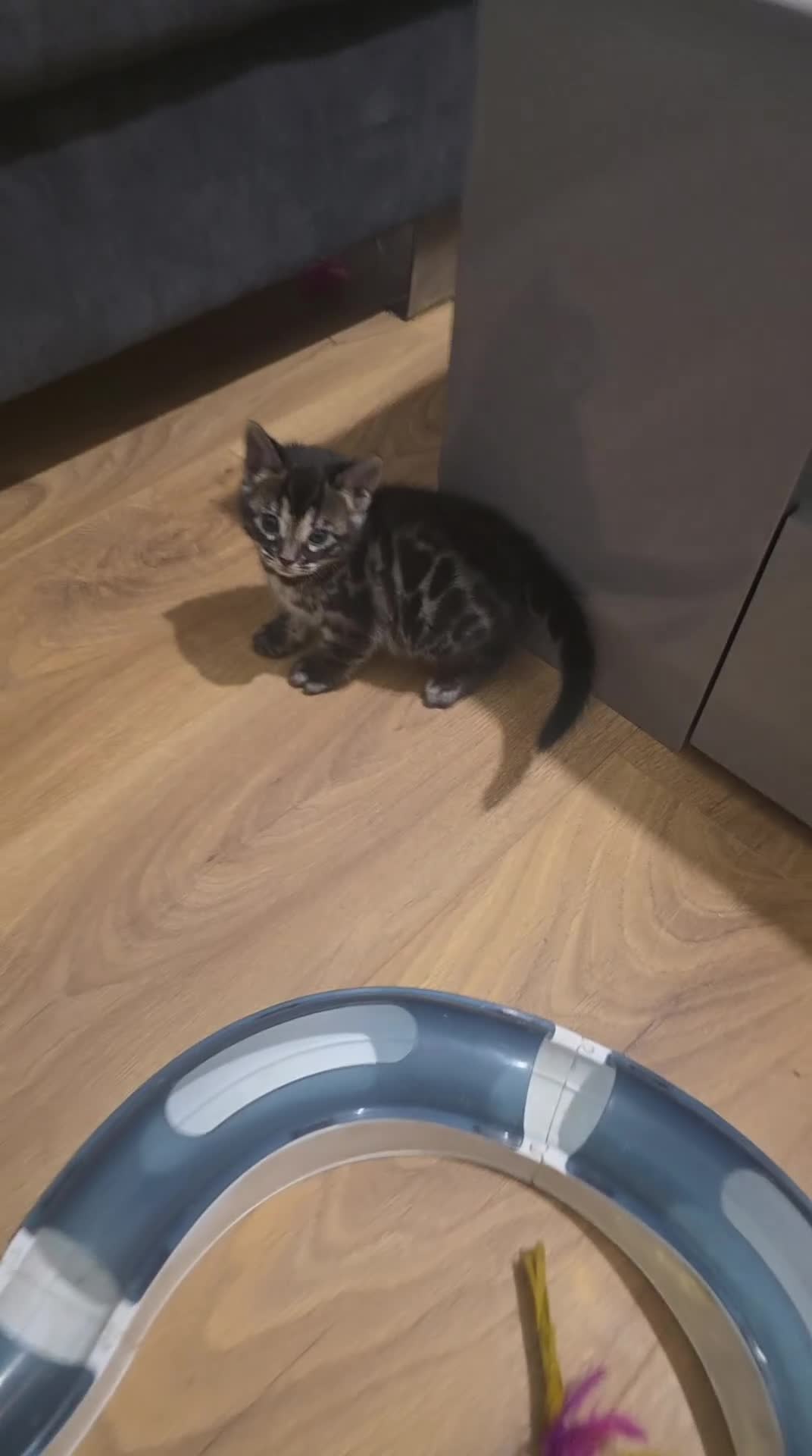 Bengal cats for sale: Double Charcoal DNA Tested Girl  - Video 2