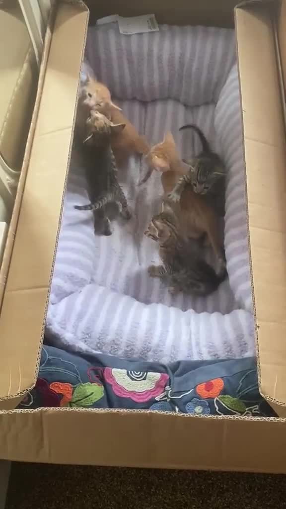 Oriental cats for sale: Oriental x Bengal kittens (Serengeti) in Chelmsford - Video 1
