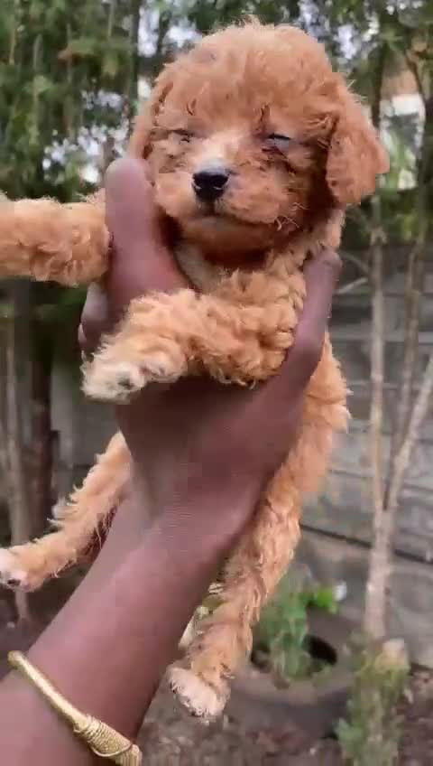 Miniature Poodle dogs for sale: 💌 To Loving Homes Only: - Video 5