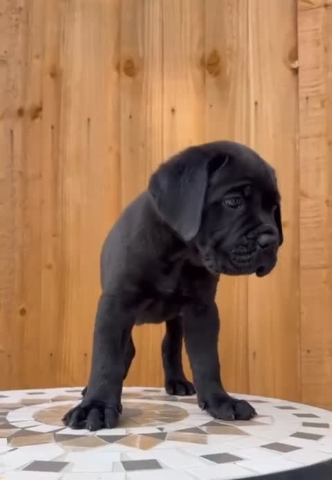 Cane Corso dogs for sale: Champion Bloodline Cane Corso’s in Manchester - Video 3