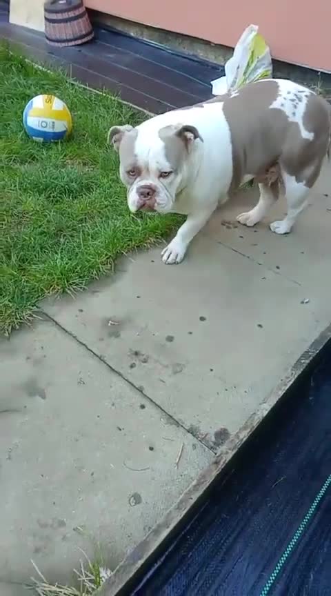American Bully dogs for sale: MICRO POCKET BULLY  - Video 1