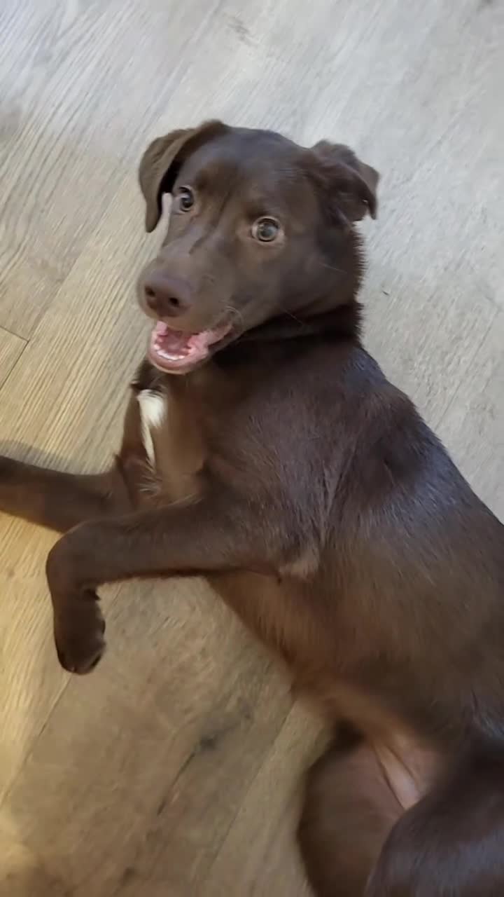 Mixed Breed dogs for sale: Dog for rehoming in New Malden - Video 1