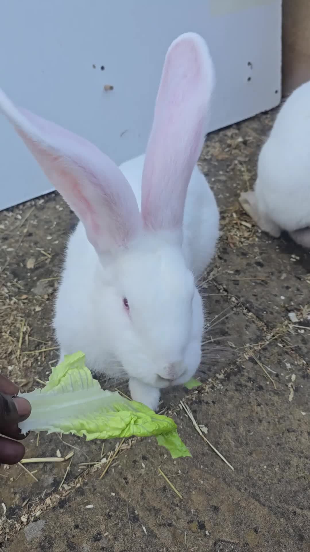Continental Giant rabbits for sale: Rare Blue Continental Giant Rabbits in Croydon - Video 2