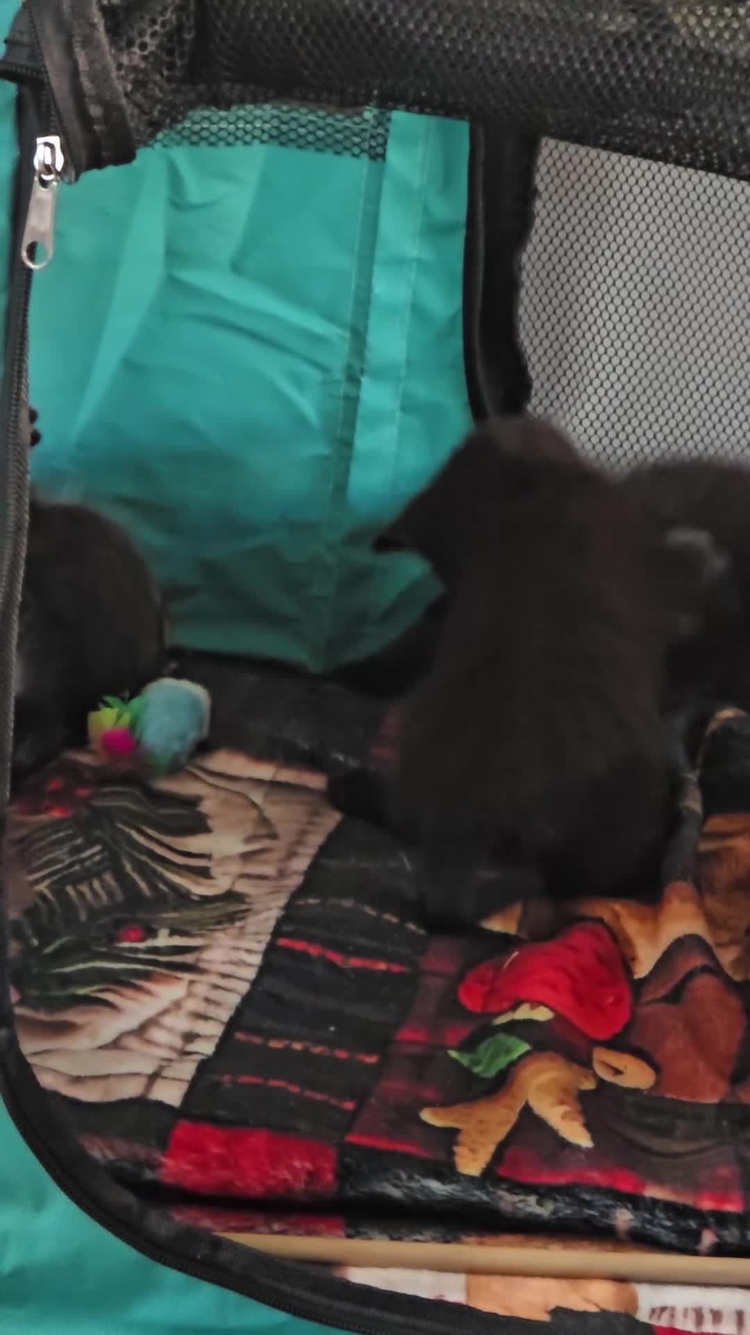 Mixed Breed cats for sale: All black kittens  in Preston - Video 1