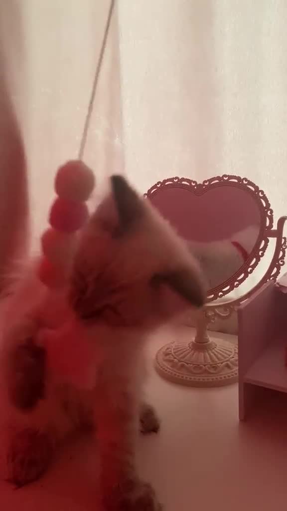 Ragdoll cats for sale: Beautiful ragdoll male kitten ready for adoption  in Bristol - Video 1