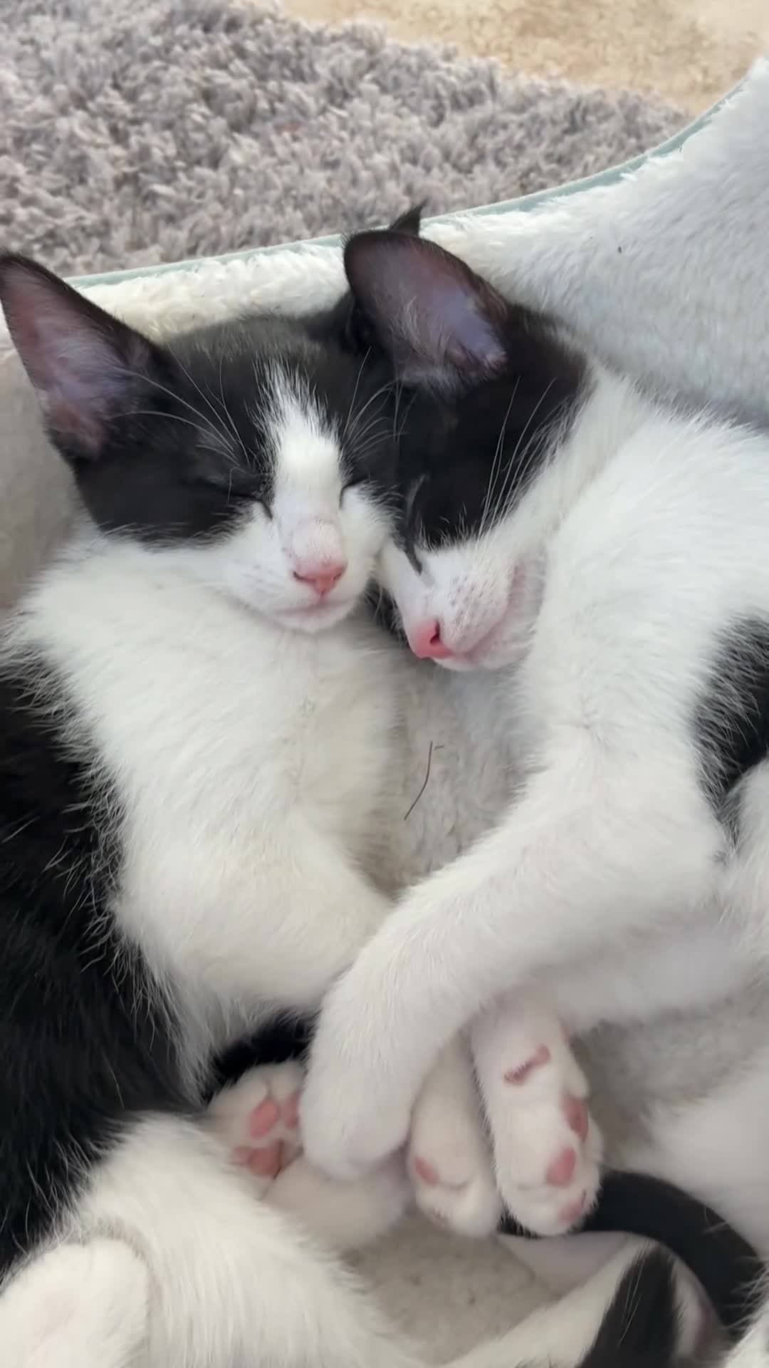 Domestic Shorthair cats for sale: 3 Beautiful Fluffy Female Kittens Black and White. - Video 1