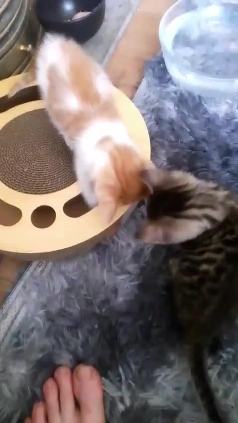 Munchkin cats for sale: Beautiful markings lush coat tabby tuxedo  - Video 3