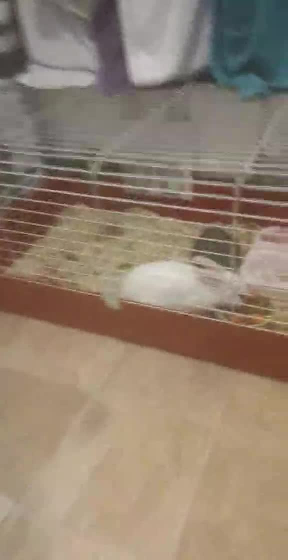 Rex rabbits for sale: Rew mini rex girl and dwarf/lionhead girl - Video 1