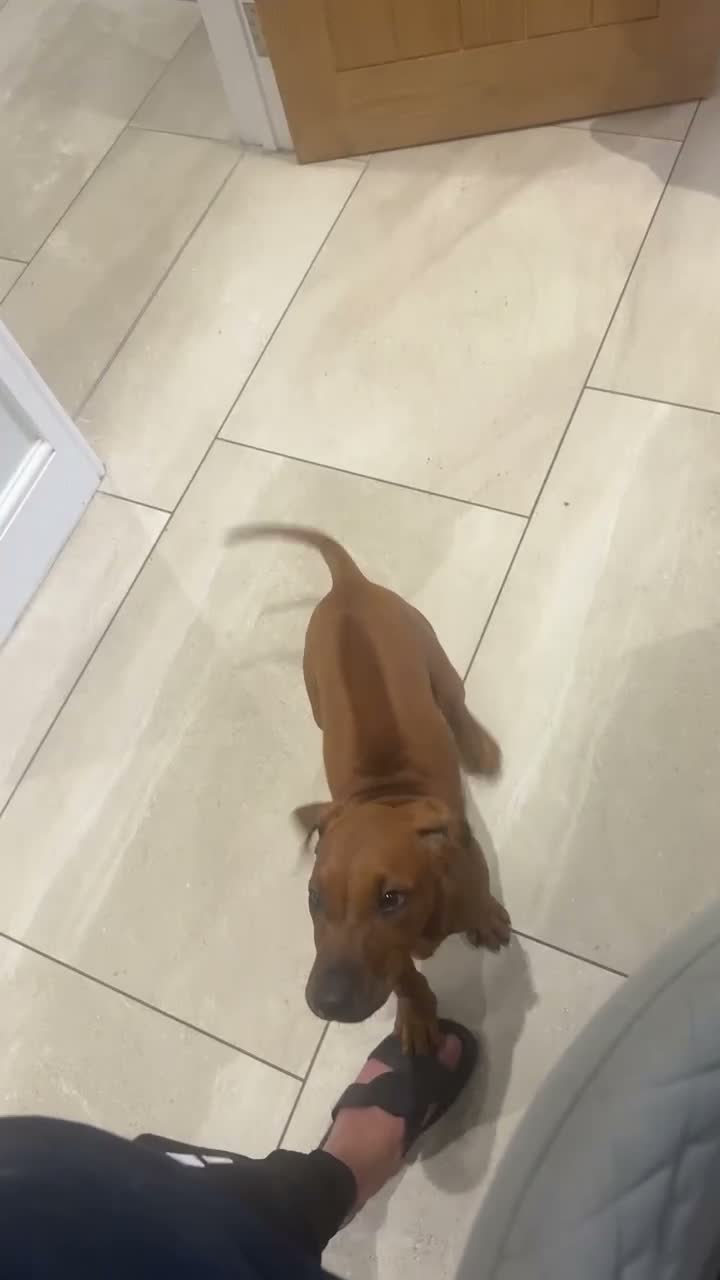 Rhodesian Ridgeback dogs for sale: KC RHODESIAN RIDGEBACK PUPPIE FOR SALE - Video 1