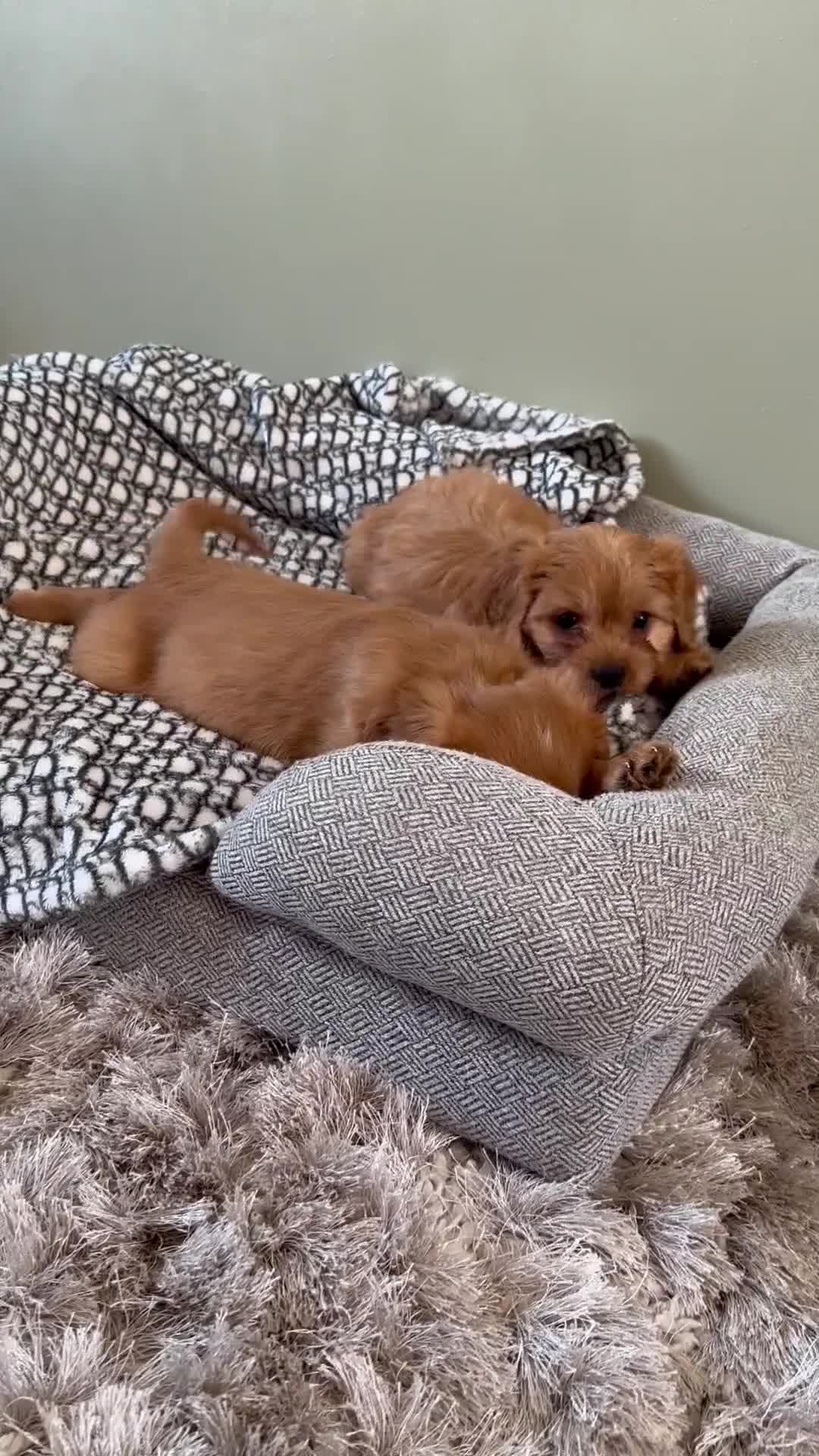 Cavapoo dogs for sale: F1 cavapoo 2 boys left REDUCED - Video 2