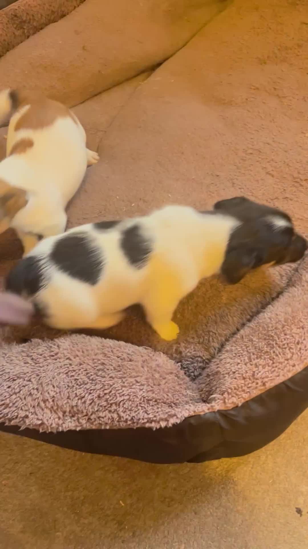 Jack Russell dogs for sale: Jack Russell pups - Video 1