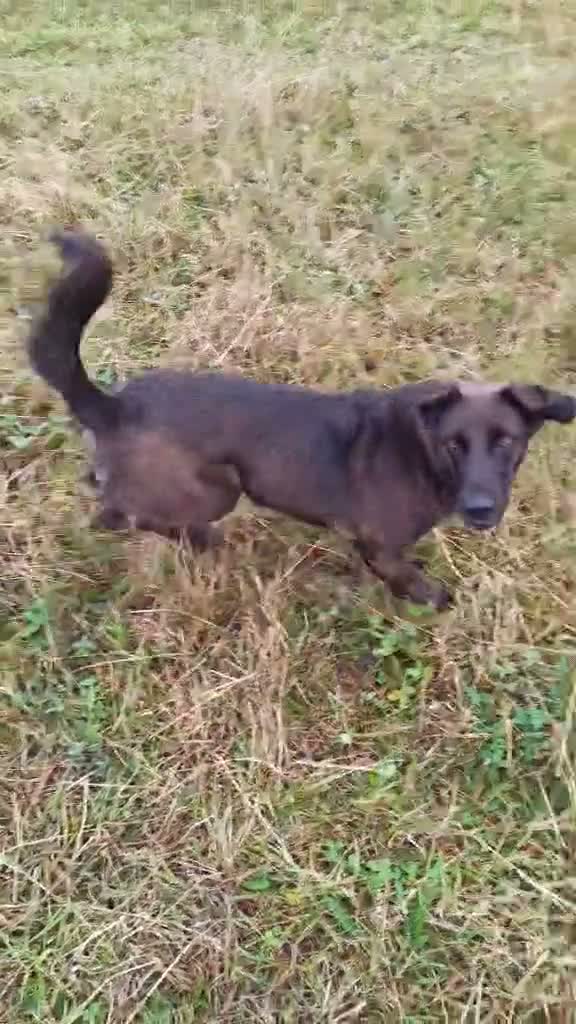 Mixed Breed dogs for adoption: MAISIE –   4 Years Old, Mixed Breed Girl  in Stanley - Video 1
