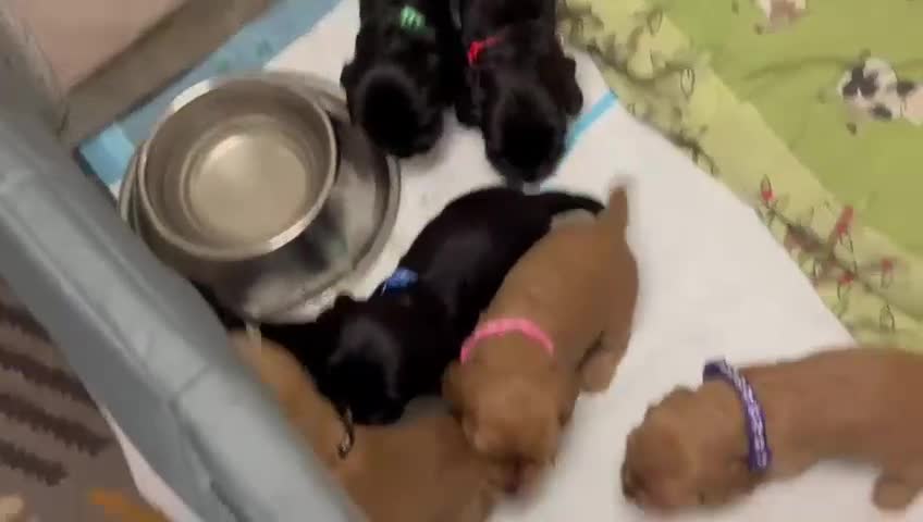 Cocker Spaniel dogs for sale: Gorgeous Show Cocker Pups  in Carluke - Video 3