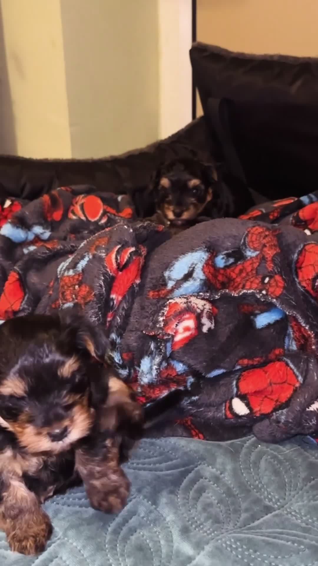 Yorkshire Terrier dogs for sale: Lovely Angels boys in Guildford - Video 3