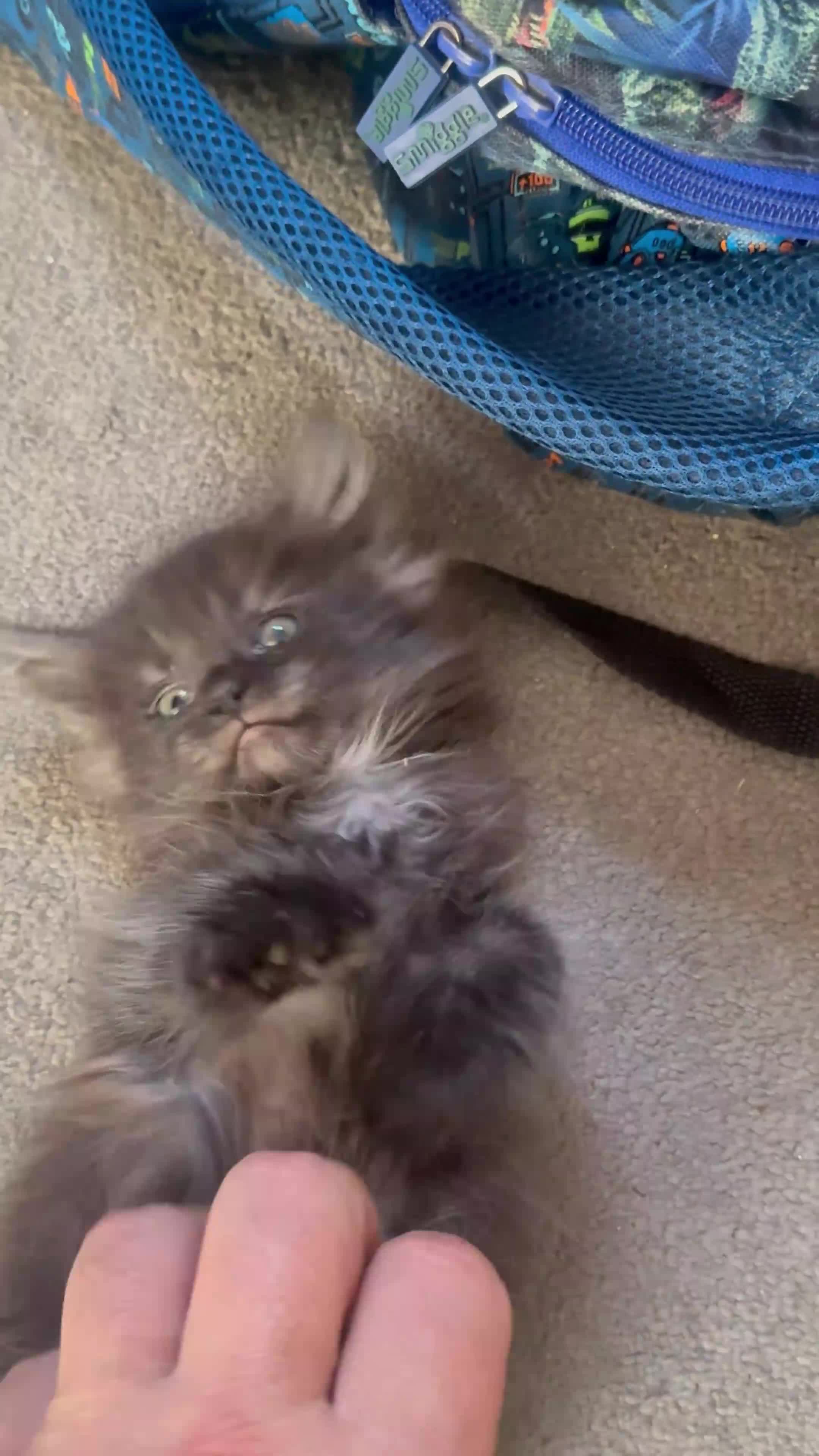 Maine Coon cats for sale: Mixed mainecoons  - Video 1