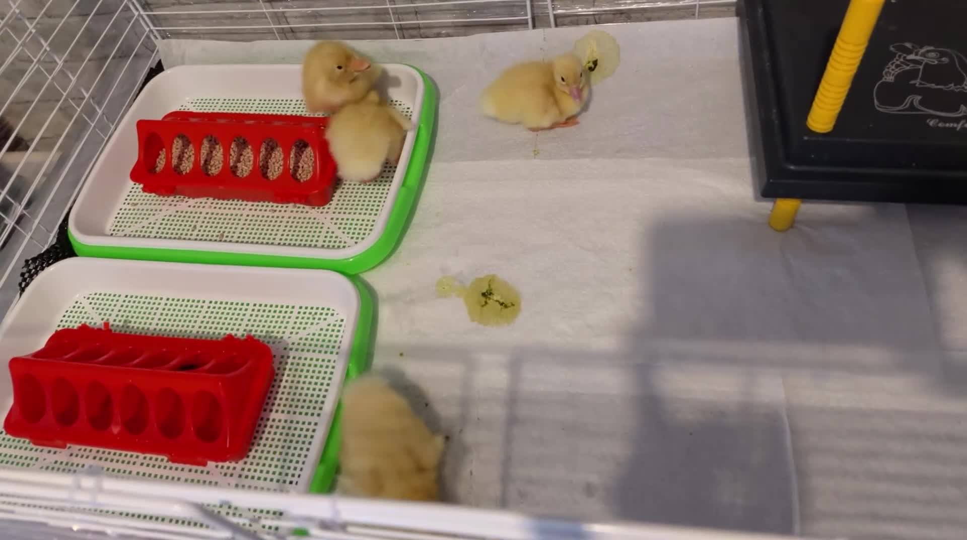 Ducks poultry for sale: Cherry Valley ducklings  - Video 1