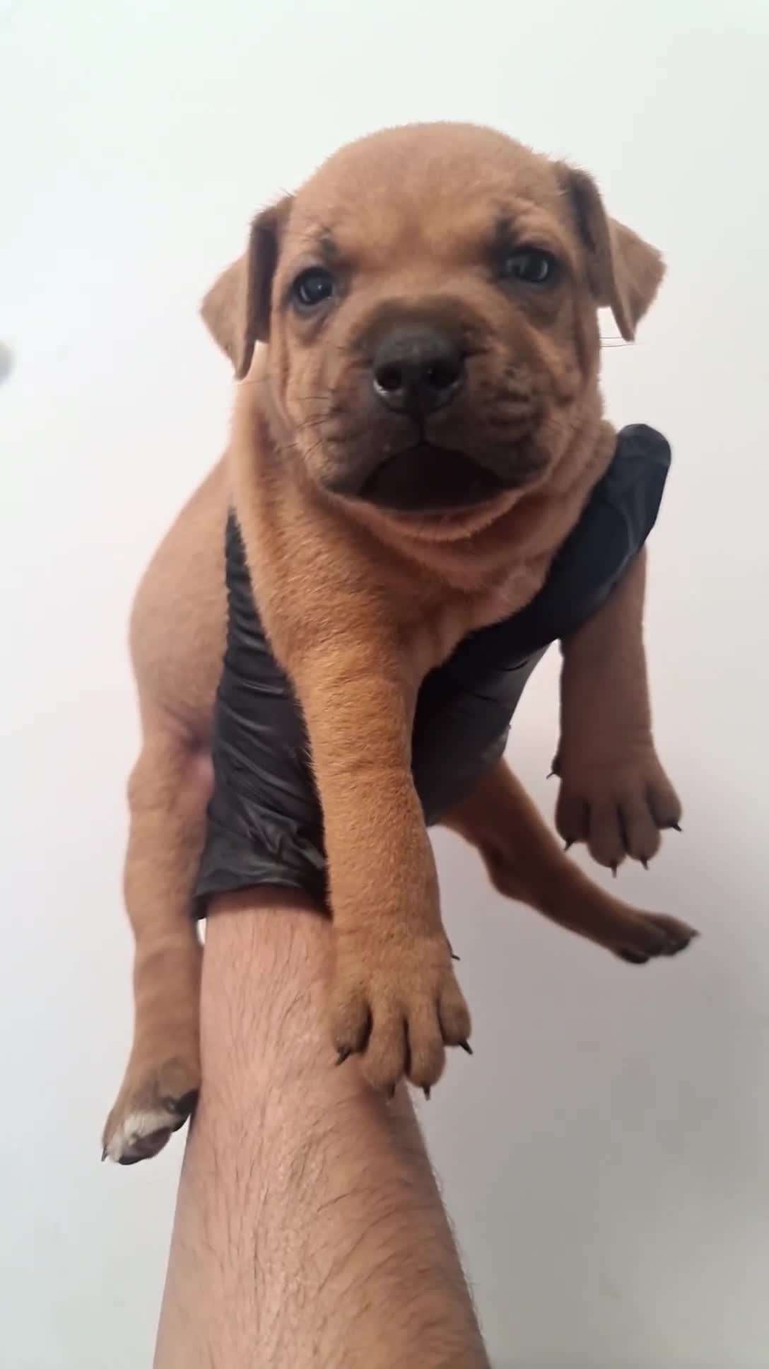 Staffordshire Bull Terrier dogs for sale: Red staffy puppys  - Video 2