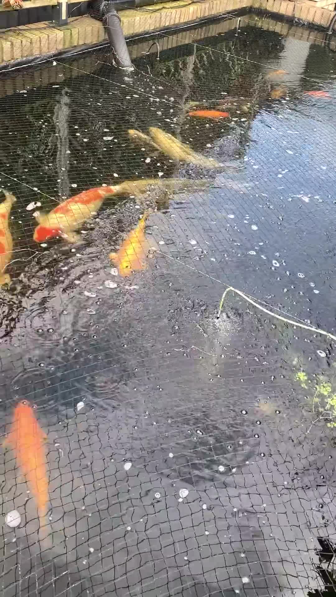 Koi Carp fish for sale: mixed mature koi carp in Kidderminster - Video 2