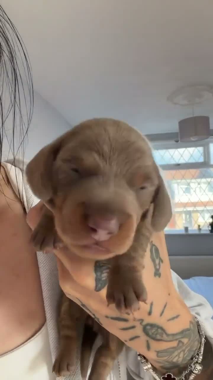 Miniature Dachshund dogs for sale: Beautiful isabella and tan miniture dachshunds  - Video 2