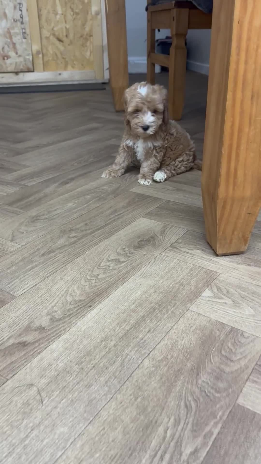 Cockapoo dogs for sale: Gorgeous cockapoo puppies - Video 1