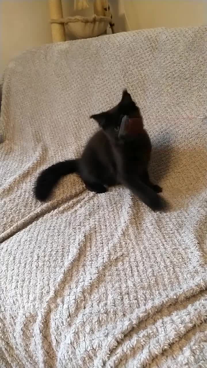 Maine Coon cats for sale: XL beautiful Maine coon gccf kittens for sale  - Video 2