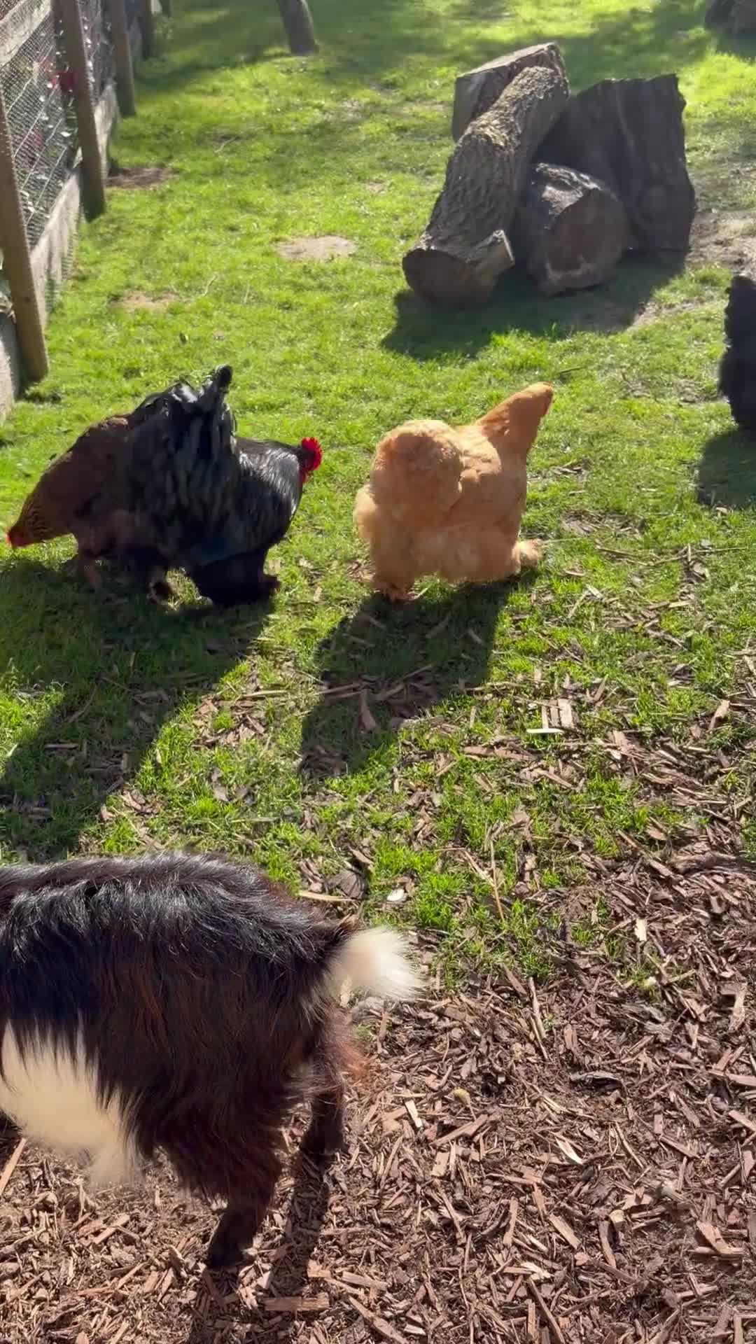 Chickens poultry for sale: Various chickens for sale  - Video 1