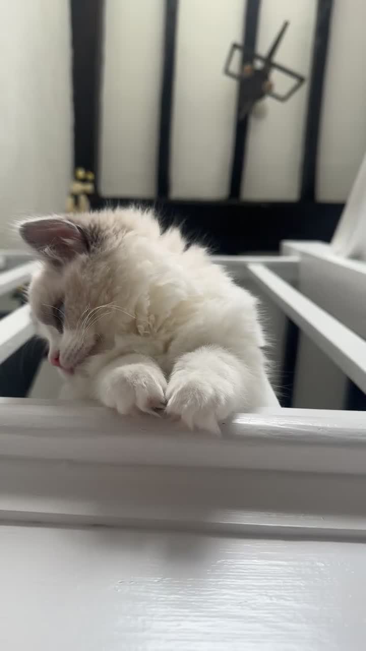 Ragdoll cats for sale: Gorgeous GCCF kitten - Video 2