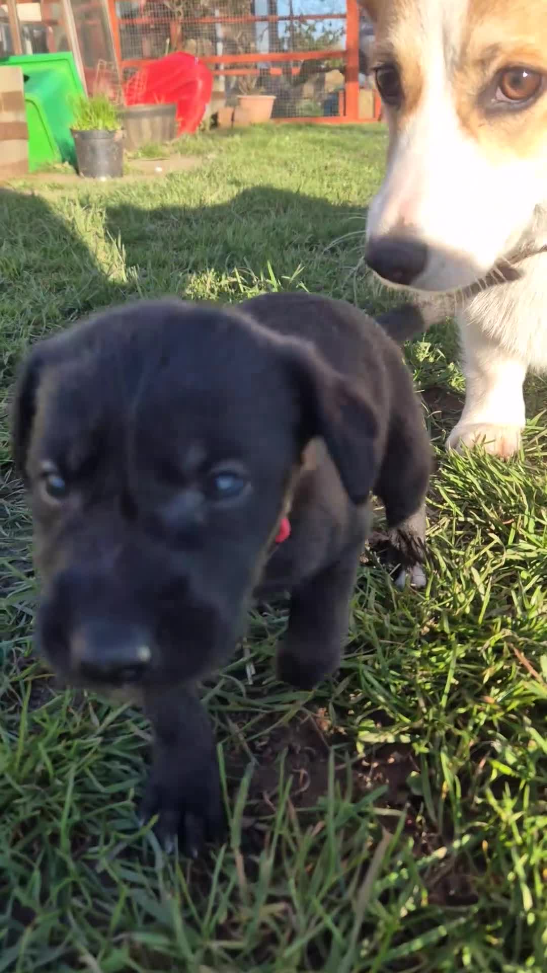 Mixed Breed dogs for sale: Beddywhippets  - Video 1