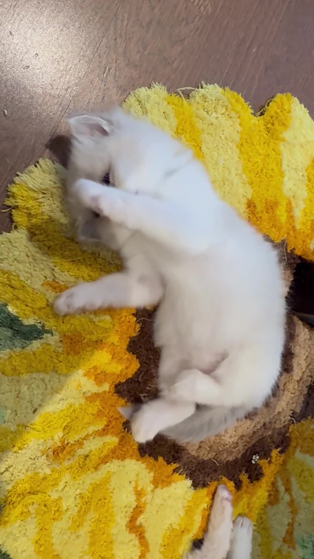 Ragdoll cats for sale: Beautiful Ragdoll gccf registered - Video 1