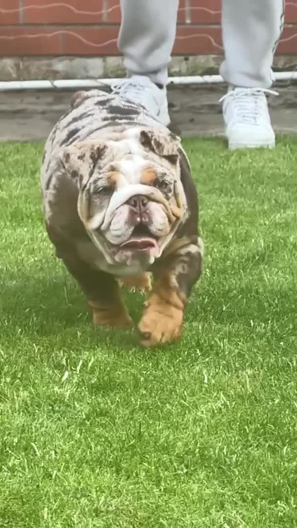 English Bulldog dogs for sale: Chocolate tri merle female in Preston - Video 2