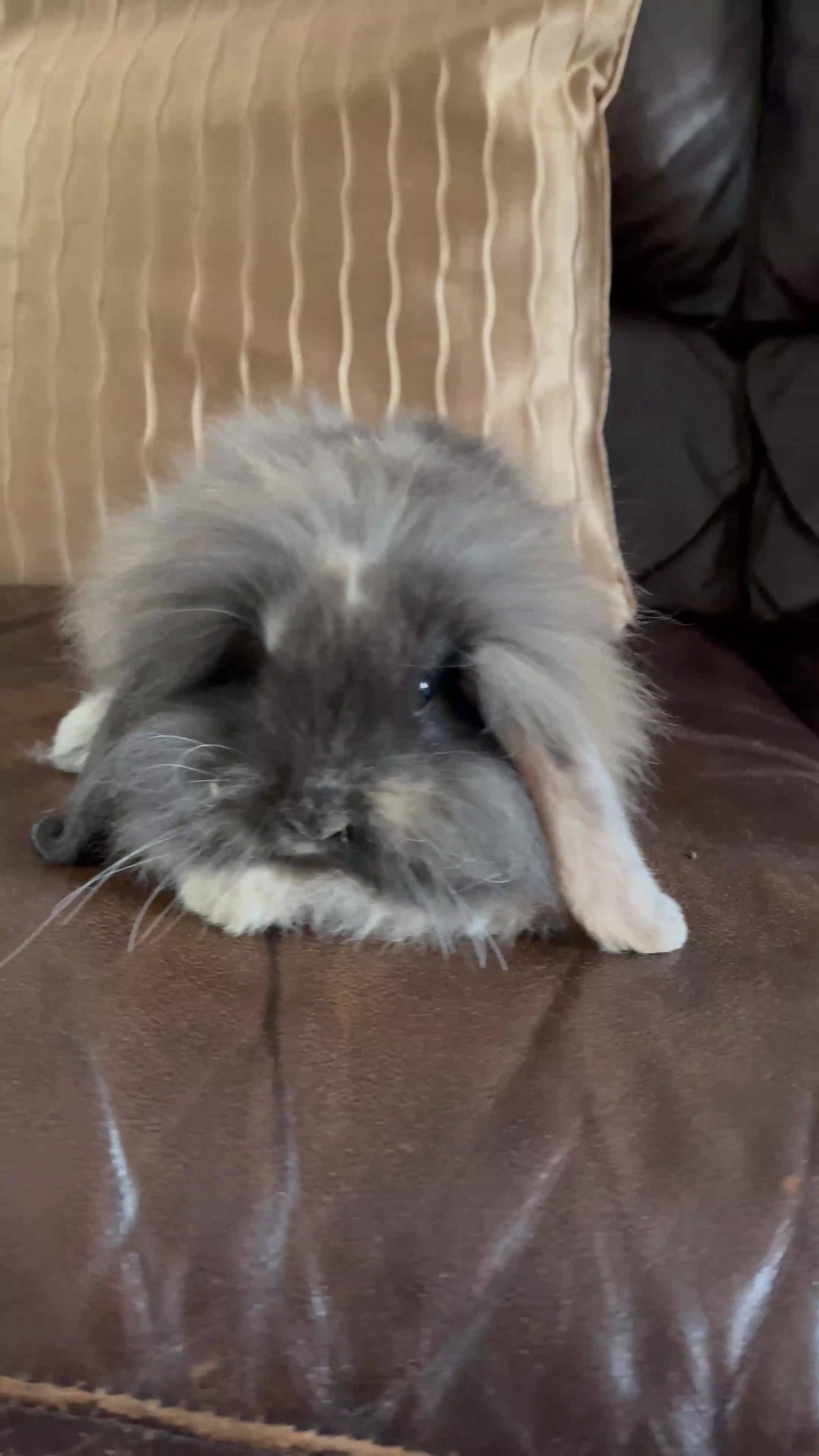 Netherland Dwarf rabbits for sale: ⭐️ Baby rabbits looking for new home ⭐️ - Video 1