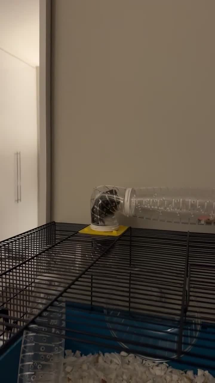 Hamster rodents for sale: Syrian Black And White Fluffy Hamster - Video 3