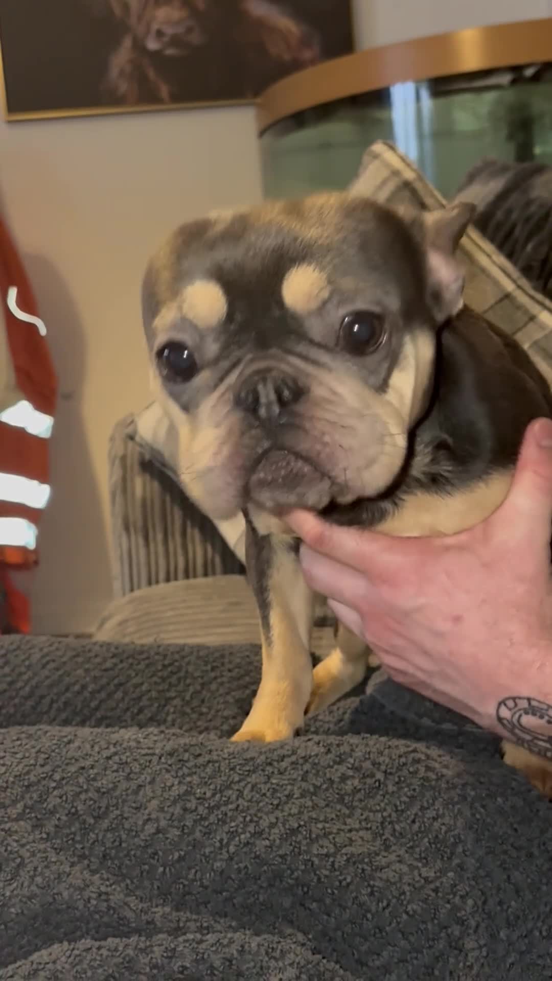 French Bulldog dogs for sale: Little angel frenchie sadly needing a new home - Video 1