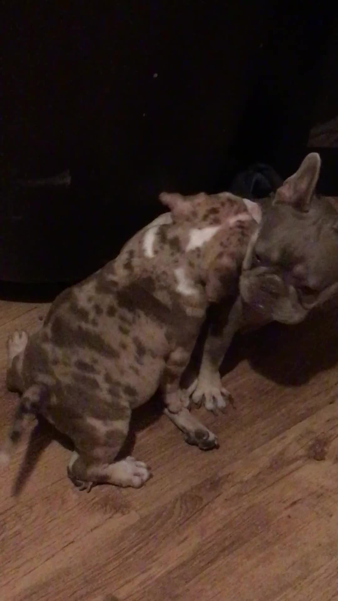 American Bully dogs for sale: Micro Merle bullys - Video 4