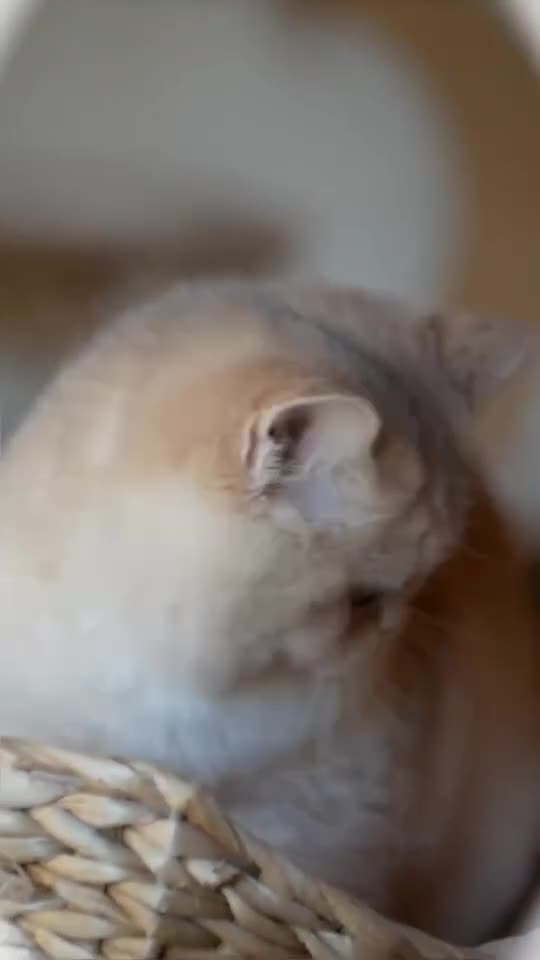 British Shorthair cats for stud: Exquisite blue golden import stud - Video 1