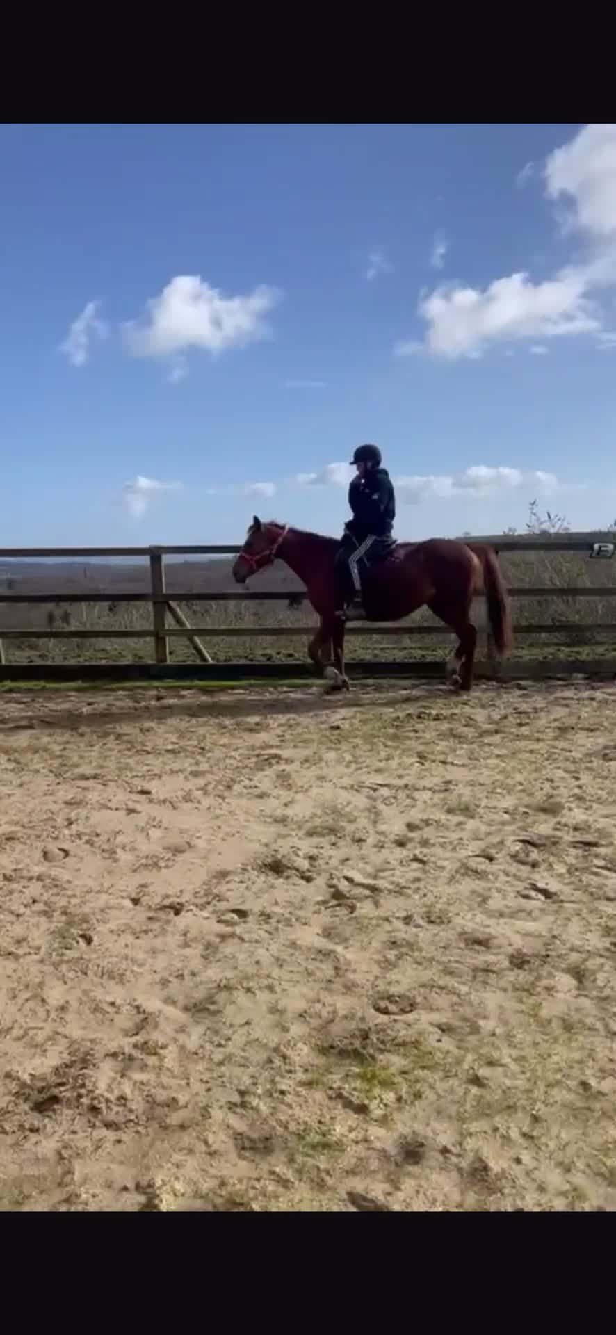 English Thoroughbred horses for sale: Lovely TB Chesnut Mare 2020 - Video 2