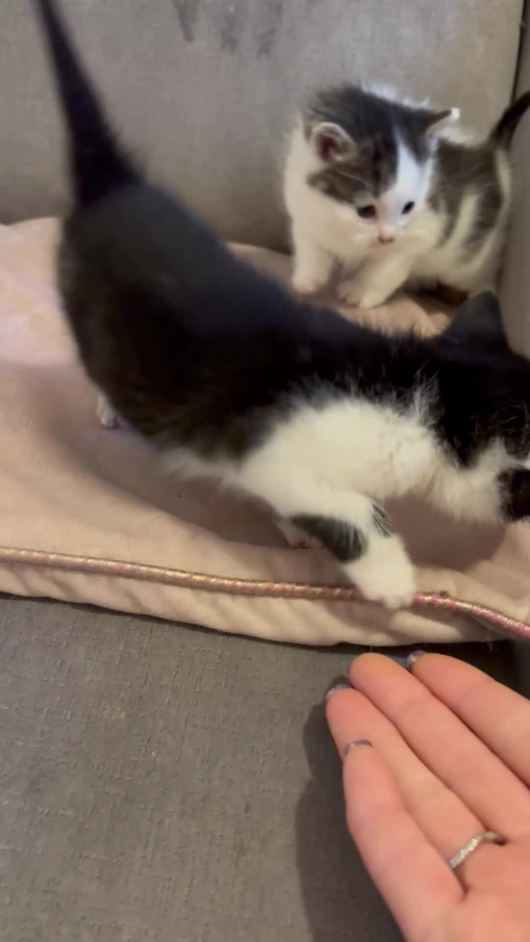 Mixed Breed cats for sale: Kittens stunning Mainecoon cross babies 🐈❤️ - Video 1