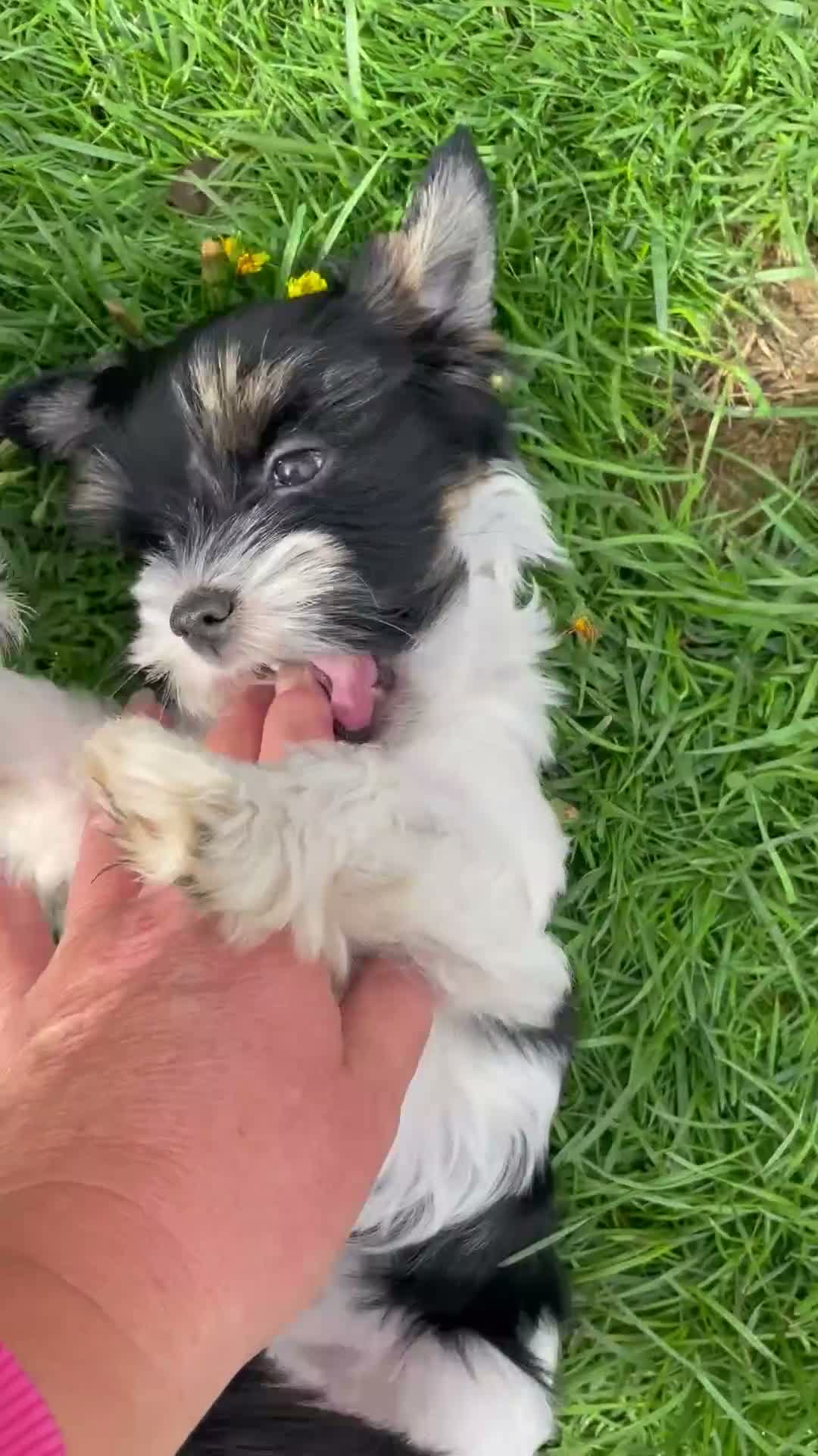 Yorkshire Terrier dogs for sale: Gorgeous Yorkshire Terrier Biewer Puppies - Video 4